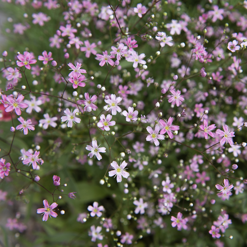 Schleierkraut 'Rosea'