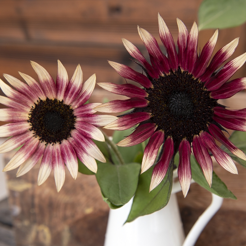 Sonnenblume 'Ms Mars'