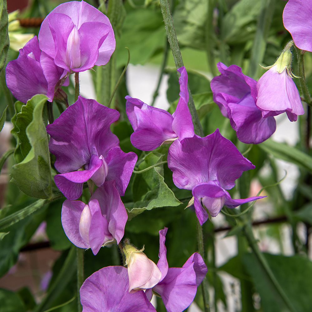 Duftwicke 'Spring Sunshine Mauve'