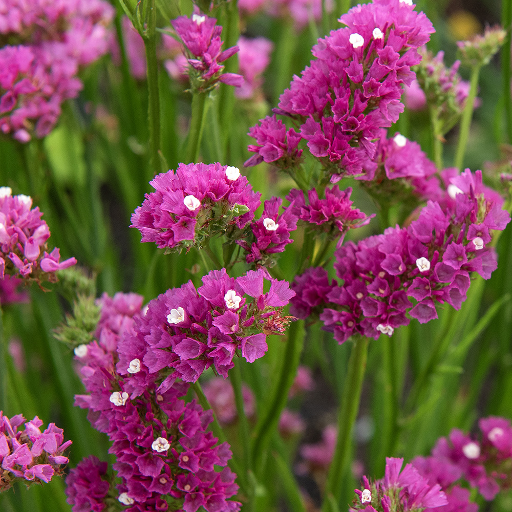 Geflügelter Strandflieder 'Carmine Rose'