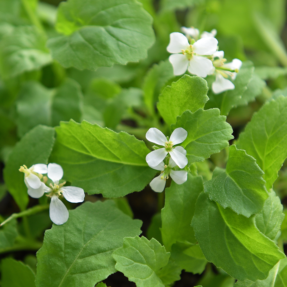 Wasibi-Rauke  'Wasabi'