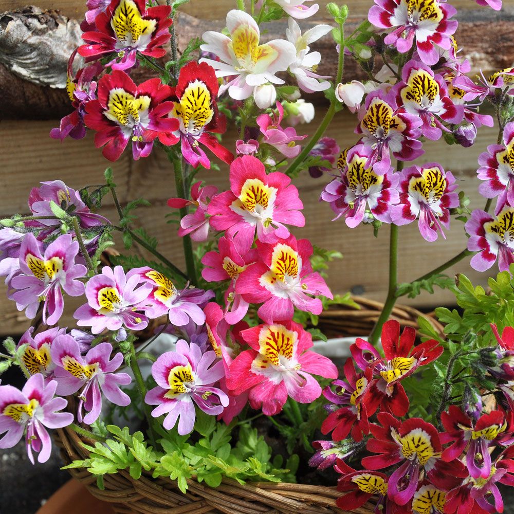 Bauernorchidee 'Joyride‘ in der Gruppe Samen / Einjährige Blumen bei Impecta Fröhandel (455)