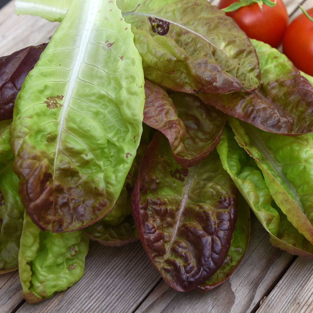 Kopfsalat 'Merveille Des Quatre Saisons'