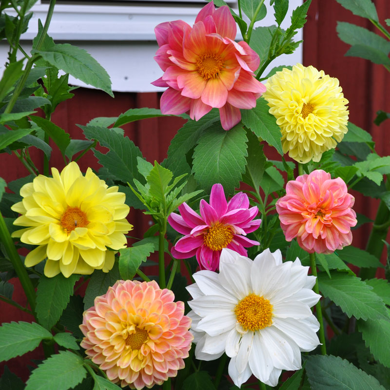 Dahlie 'Giants'