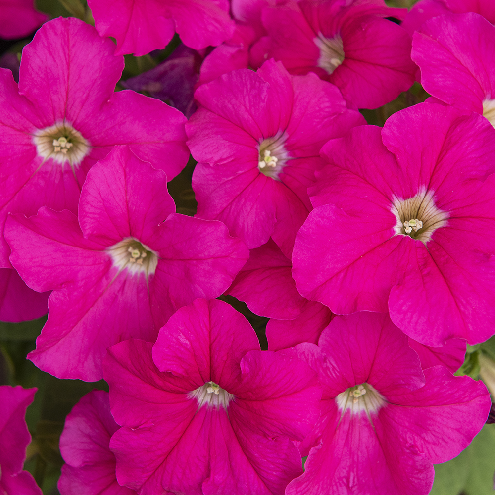 Großblütige Petunie ‘Eagle Pink‘