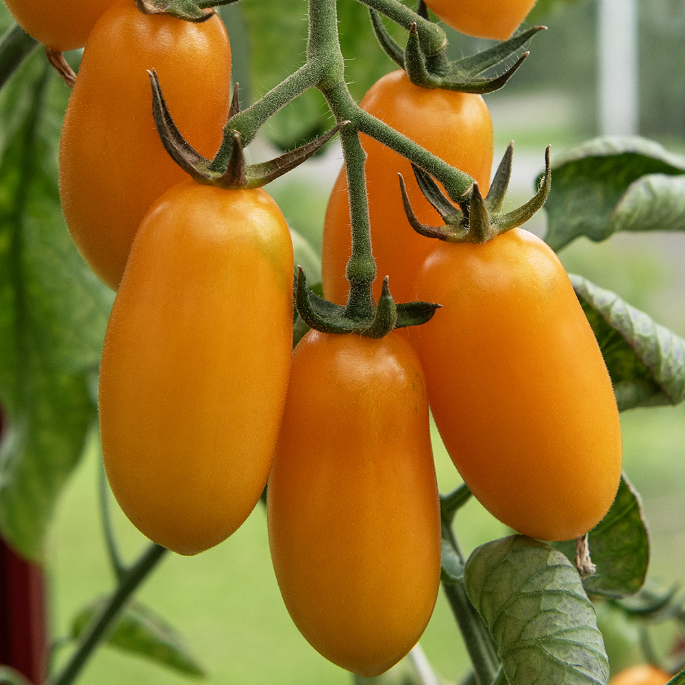 Cocktailtomate 'Taiko'