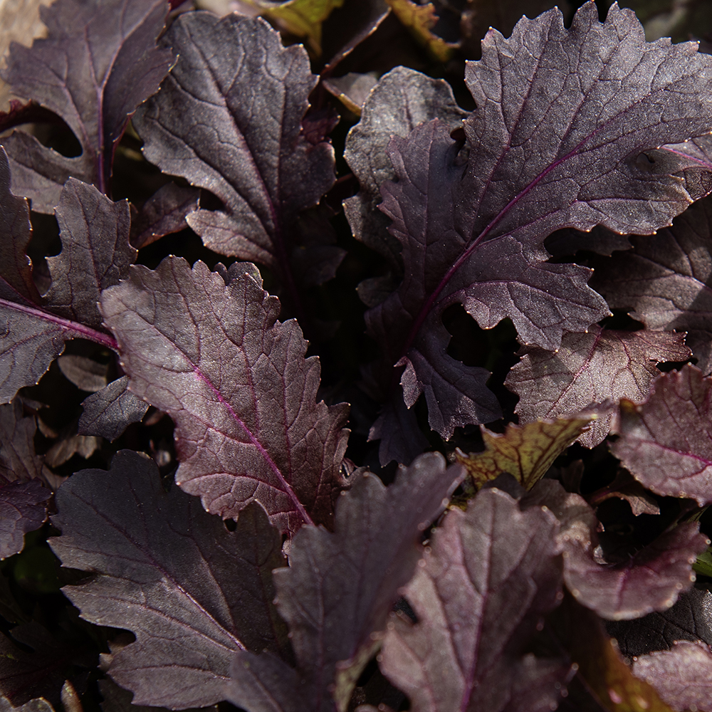 Blattsenf 'Crimson Red'