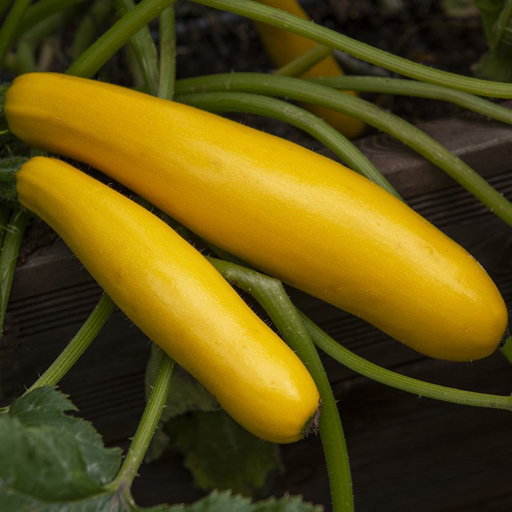 Zucchini F1 'Ola Gabriella'