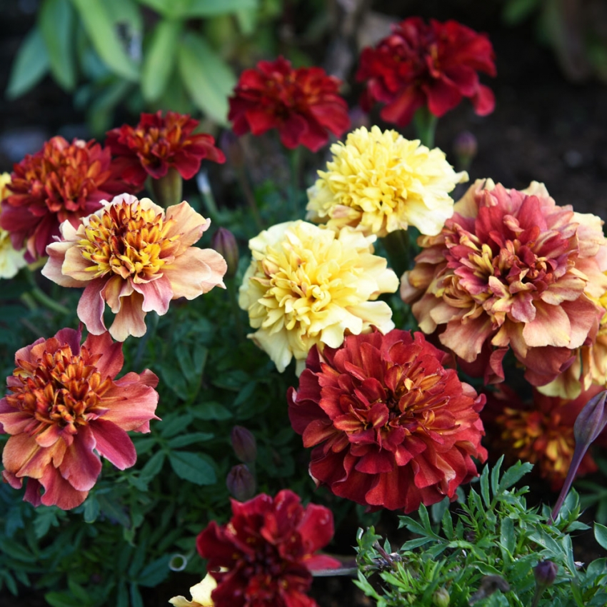 Tagetes 'Strawberry Blonde'