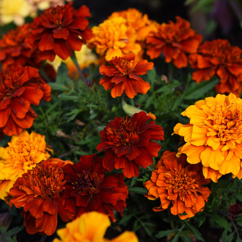 Tagetes 'Fireball'