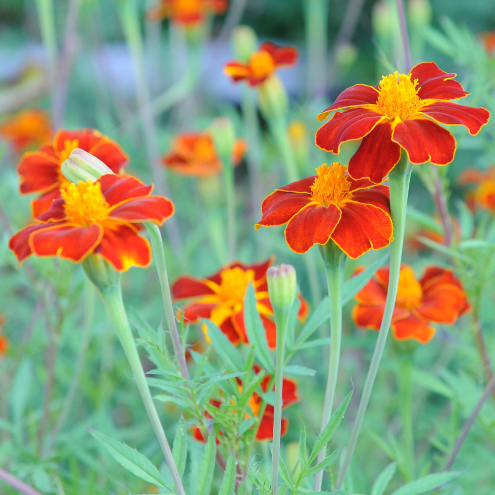 Linne-Tagetes 'Burning Embers'