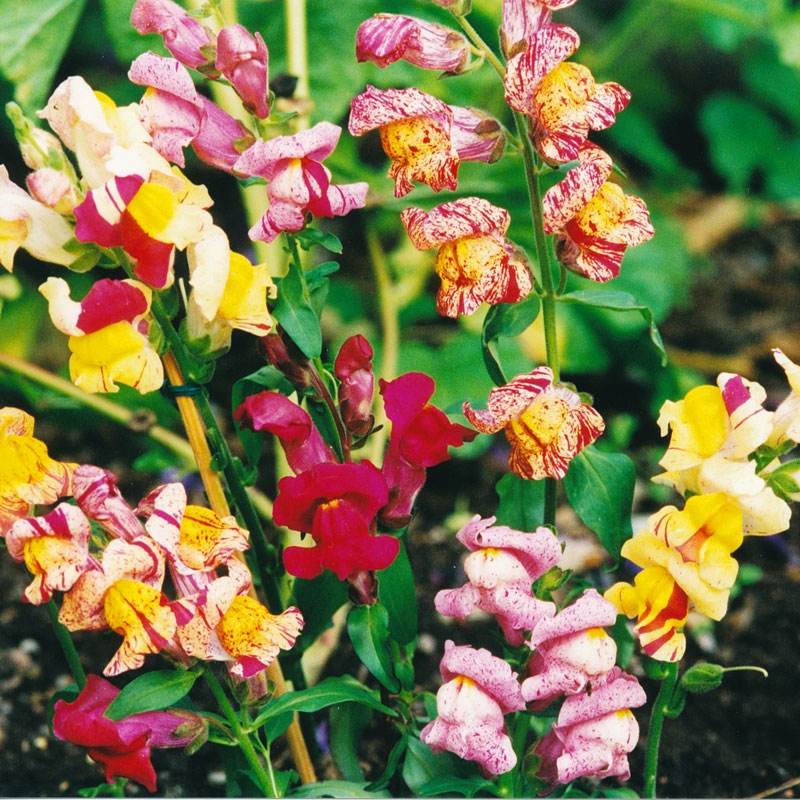 Löwenmäulchen 'Brighton Rock'