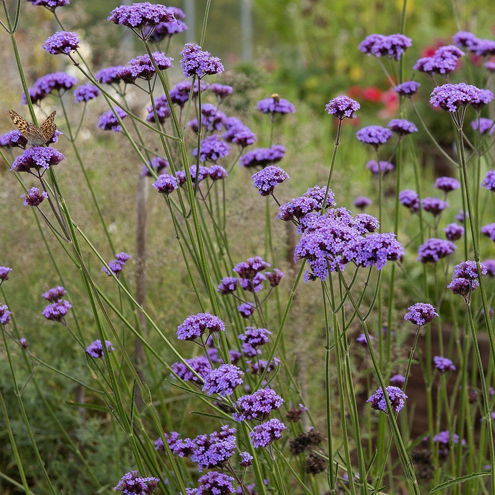Patagonisches Eisenkraut 'Vanity‘ 