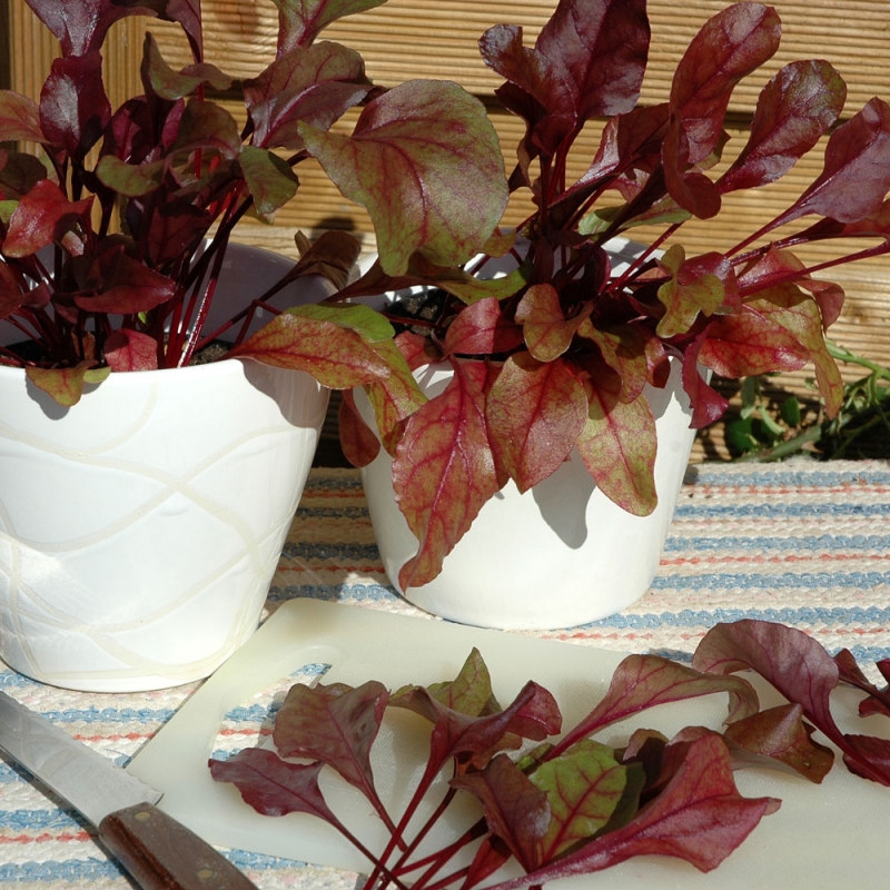 Rote Bete 'Bull's Blood'