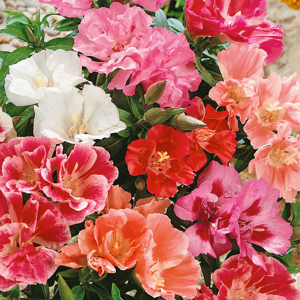Sommerazalee - Atlasblume 'Whitney'