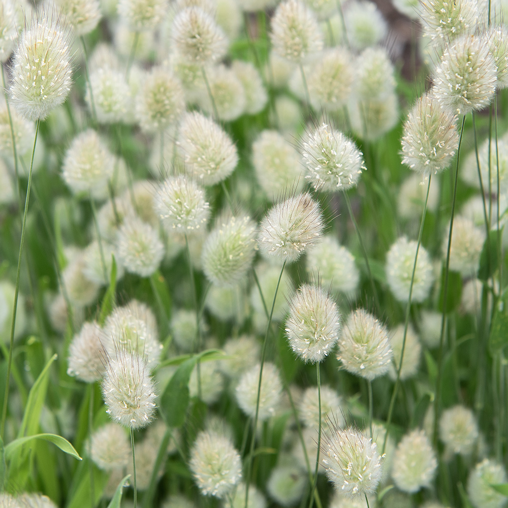 Samtgras/Hasenschwanzgras 'Bunny Tails'