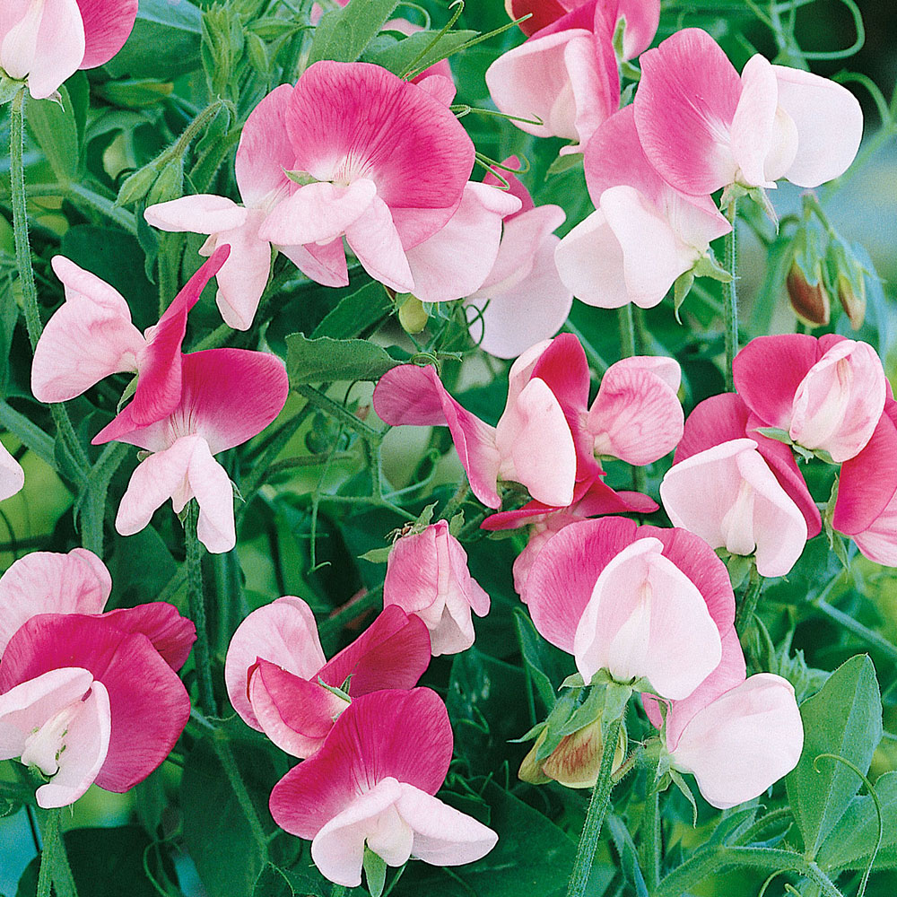 Zwerg-Duftwicke 'Cupid Pink'