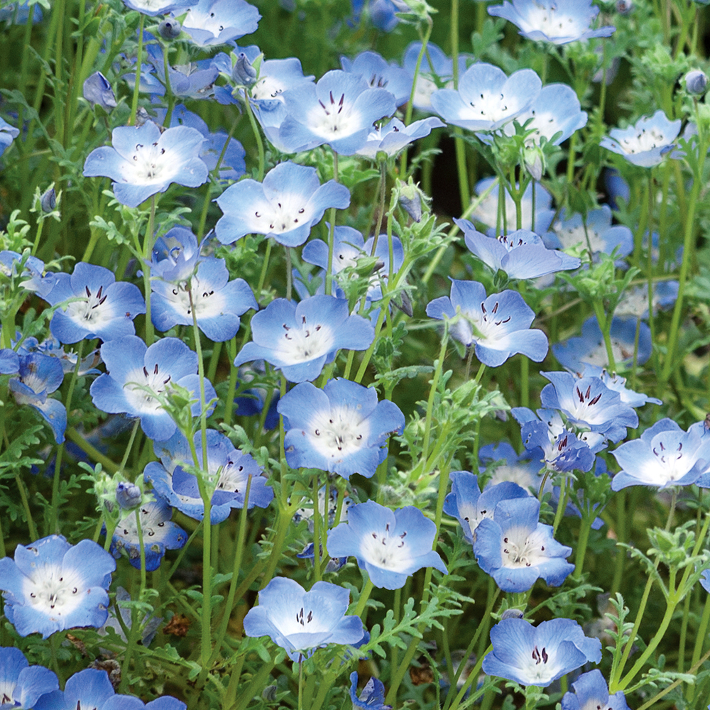 Hainblume/Liebeshainblume 