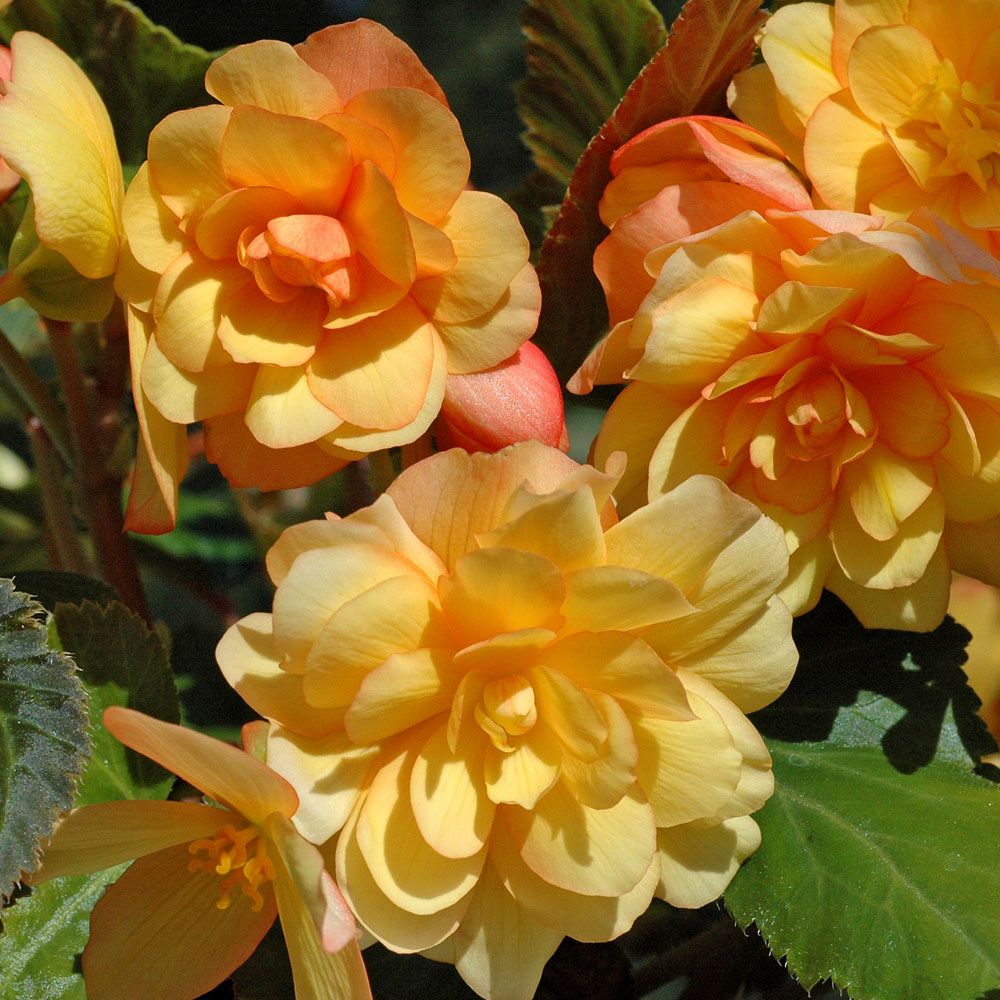 Hängebegonien F1 'Illumination Apricot' in der Gruppe Samen / Einjährige Blumen bei Impecta Fröhandel (49)