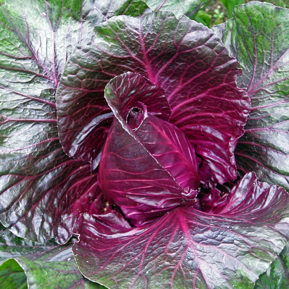 Spitzkohl 'Kalibos'