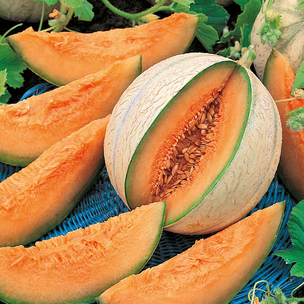 Zucker-Melone 'Charentais'