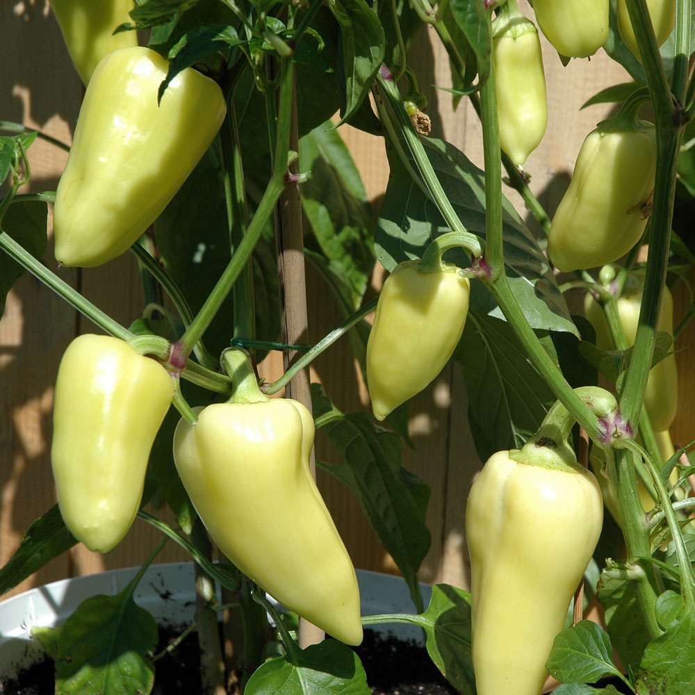Spitz-Paprika 'Zlata'