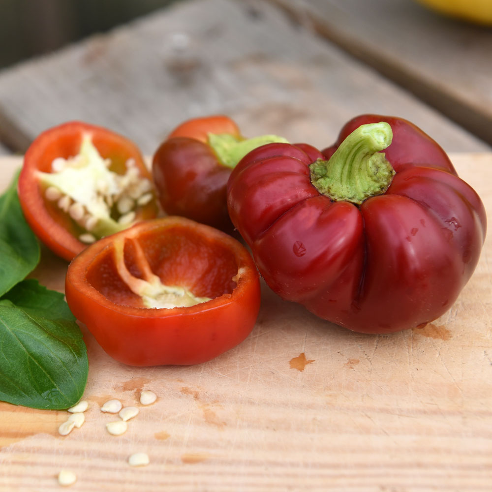 Paprika 'Dumas'