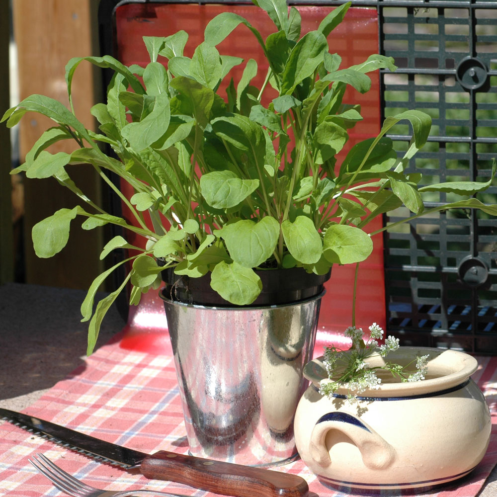 Rucola/Salatrauke