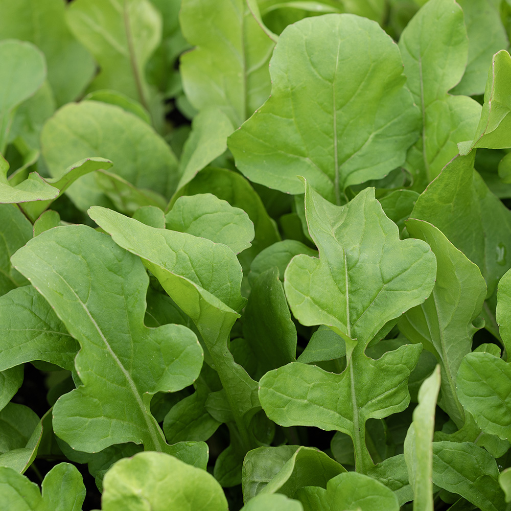 Rucola/Salatrauke