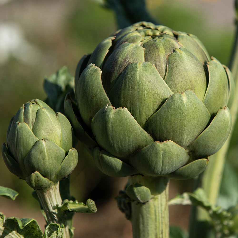 Artischocke 'Green Globe'