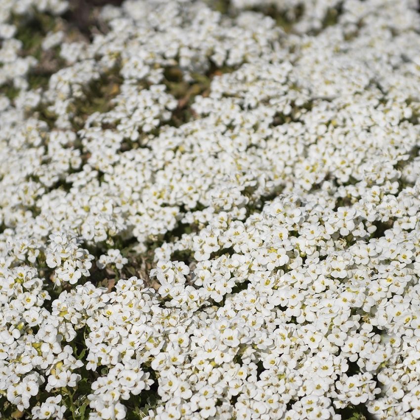 Gänsekresse 'Little Treasure White' Samen Stauden Impecta Fröhandel