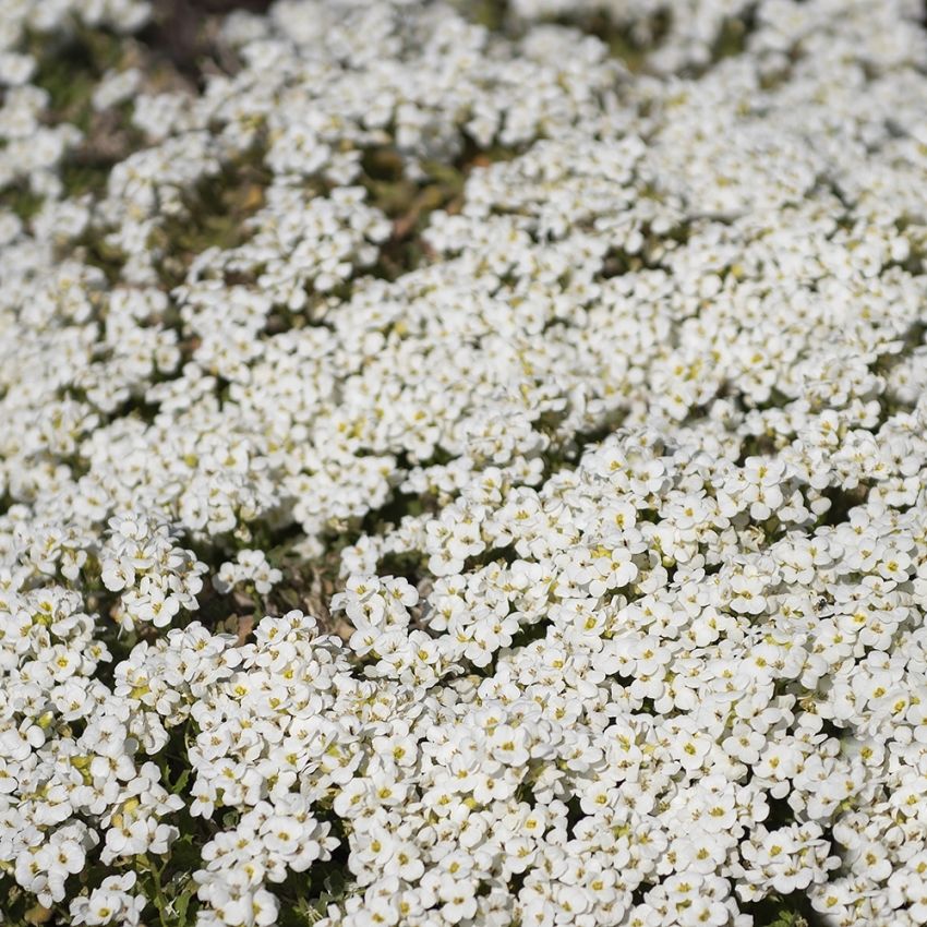 Gänsekresse 'Little Treasure White' in der Gruppe Samen / Stauden bei Impecta Fröhandel (60461)