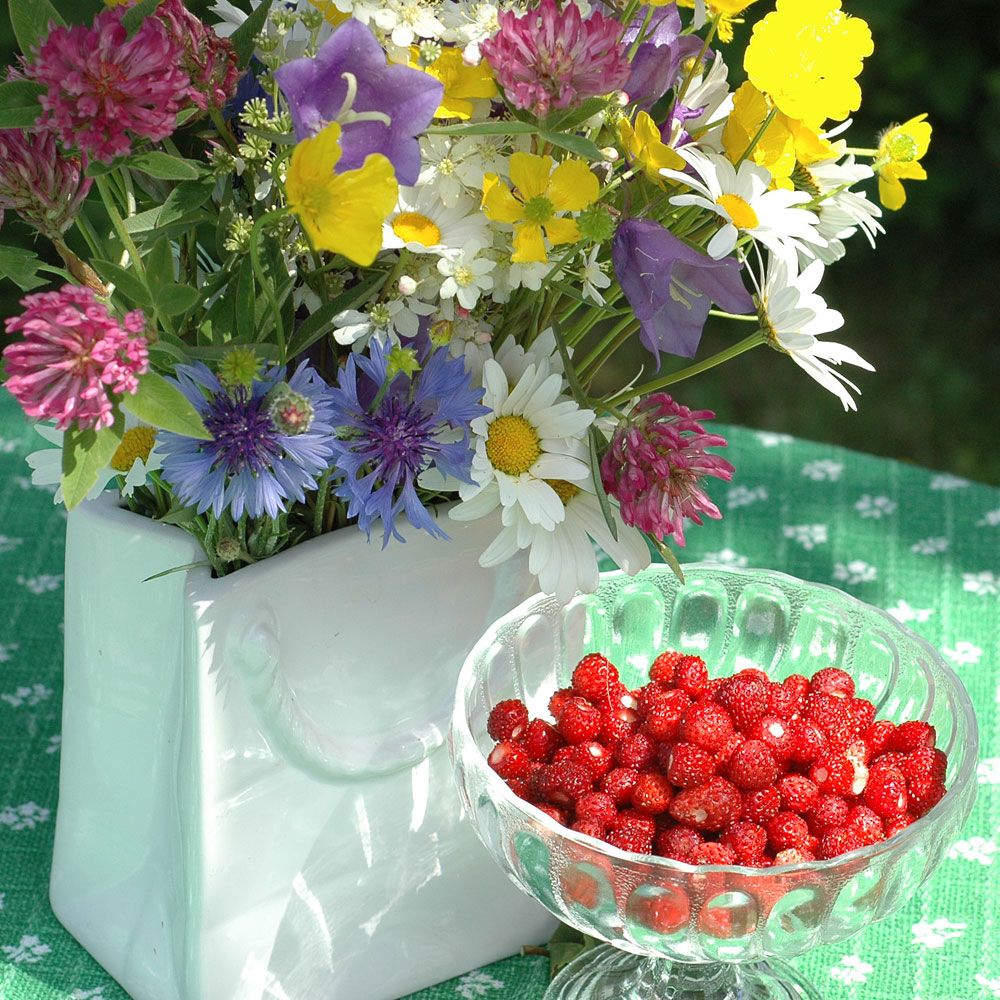 Wald-Erdbeere in der Gruppe Samen / Gemüse / Erdbeeren und Walderdbeeren / Walderdbeere bei Impecta Fröhandel (6240)