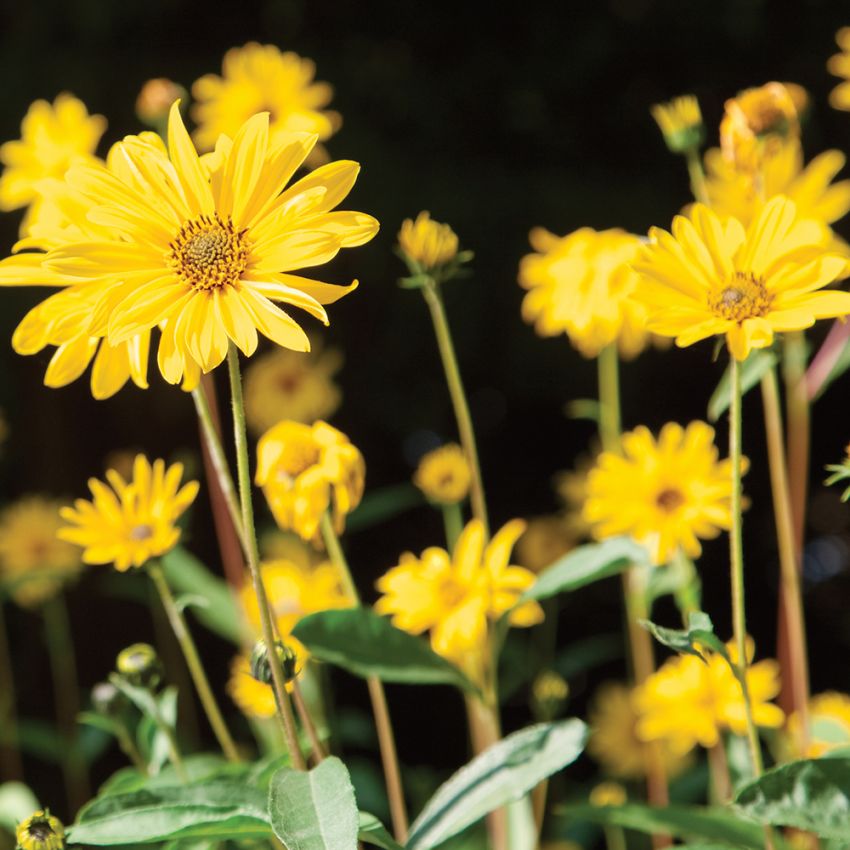Behaarte Sonnenblume in der Gruppe Samen / Stauden bei Impecta Fröhandel (6292)