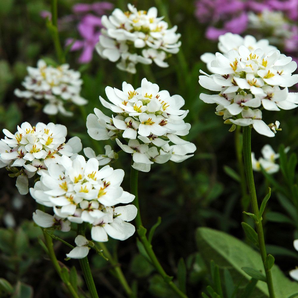 Immergrüne Schleifenblume 'Snowflake' in der Gruppe Samen / Stauden bei Impecta Fröhandel (6320)