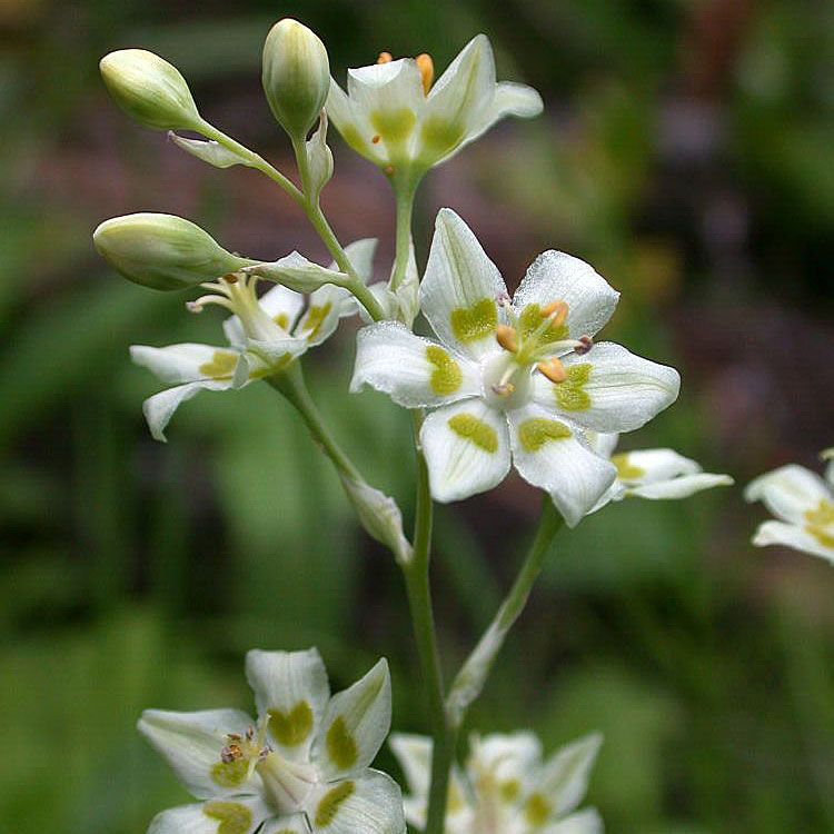 Zierliche Jochlilie in der Gruppe Samen / Stauden bei Impecta Fröhandel (6690)