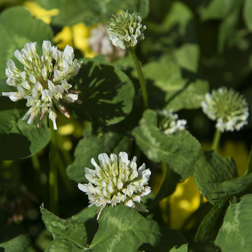Weißklee in der Gruppe Samen / Nordische Wildblumen bei Impecta Fröhandel (78901)