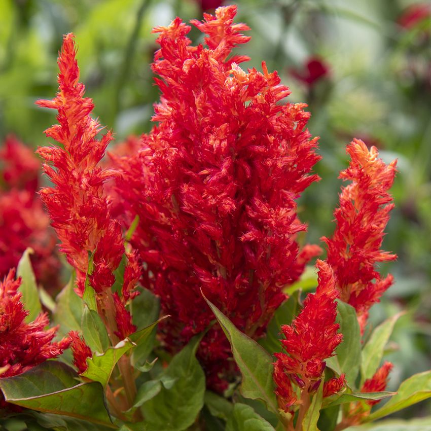 Federbusch 'Arrabona Red' in der Gruppe Samen / Einjährige Blumen bei Impecta Fröhandel (80084)