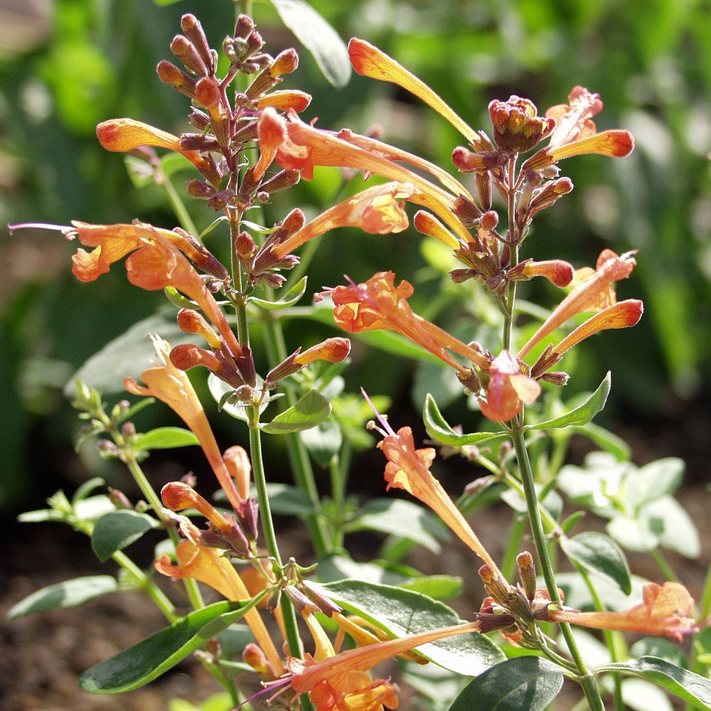 Orange Duftnessel 'Apricot Sprite' in der Gruppe Samen / Einjährige Blumen bei Impecta Fröhandel (8015)