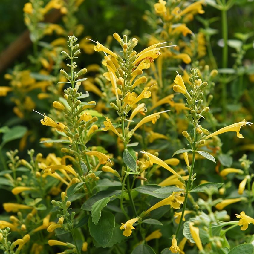 Gelbe Duftnessel 'Sunset Yellow in der Gruppe Samen / Einjährige Blumen bei Impecta Fröhandel (80153)