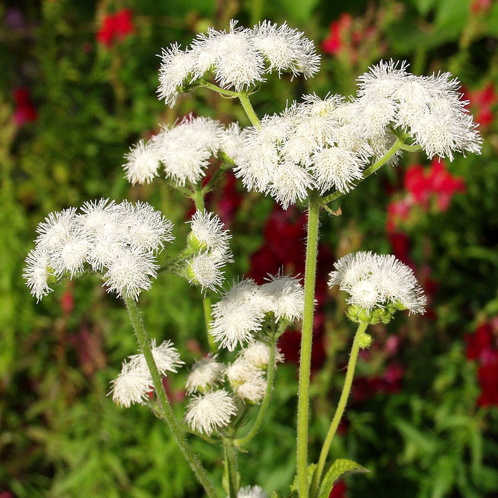 Leberbalsam 'Dondo White' in der Gruppe Samen / Einjährige Blumen bei Impecta Fröhandel (8021)