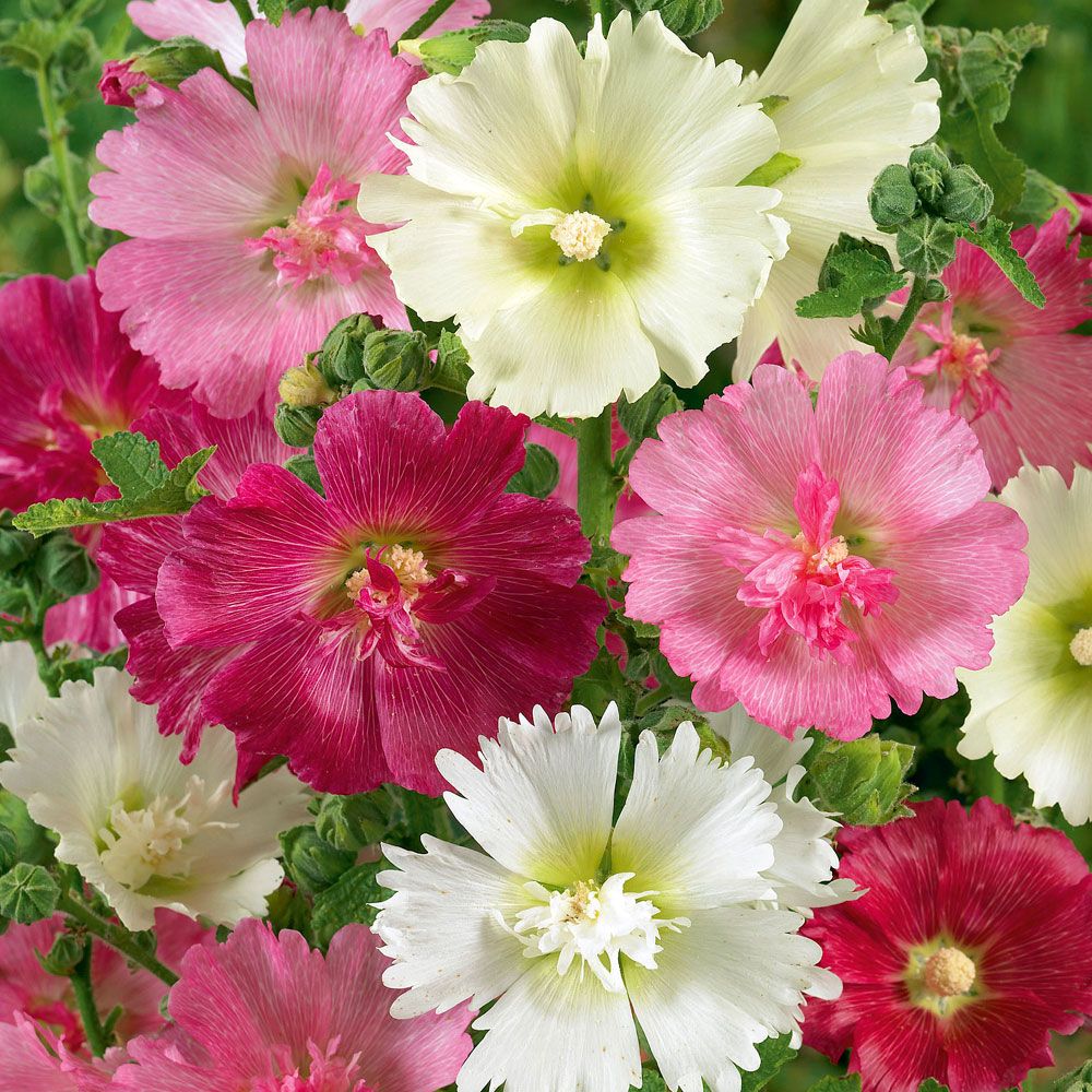 Stockrose 'Majorette' in der Gruppe Samen / Einjährige Blumen bei Impecta Fröhandel (8045)