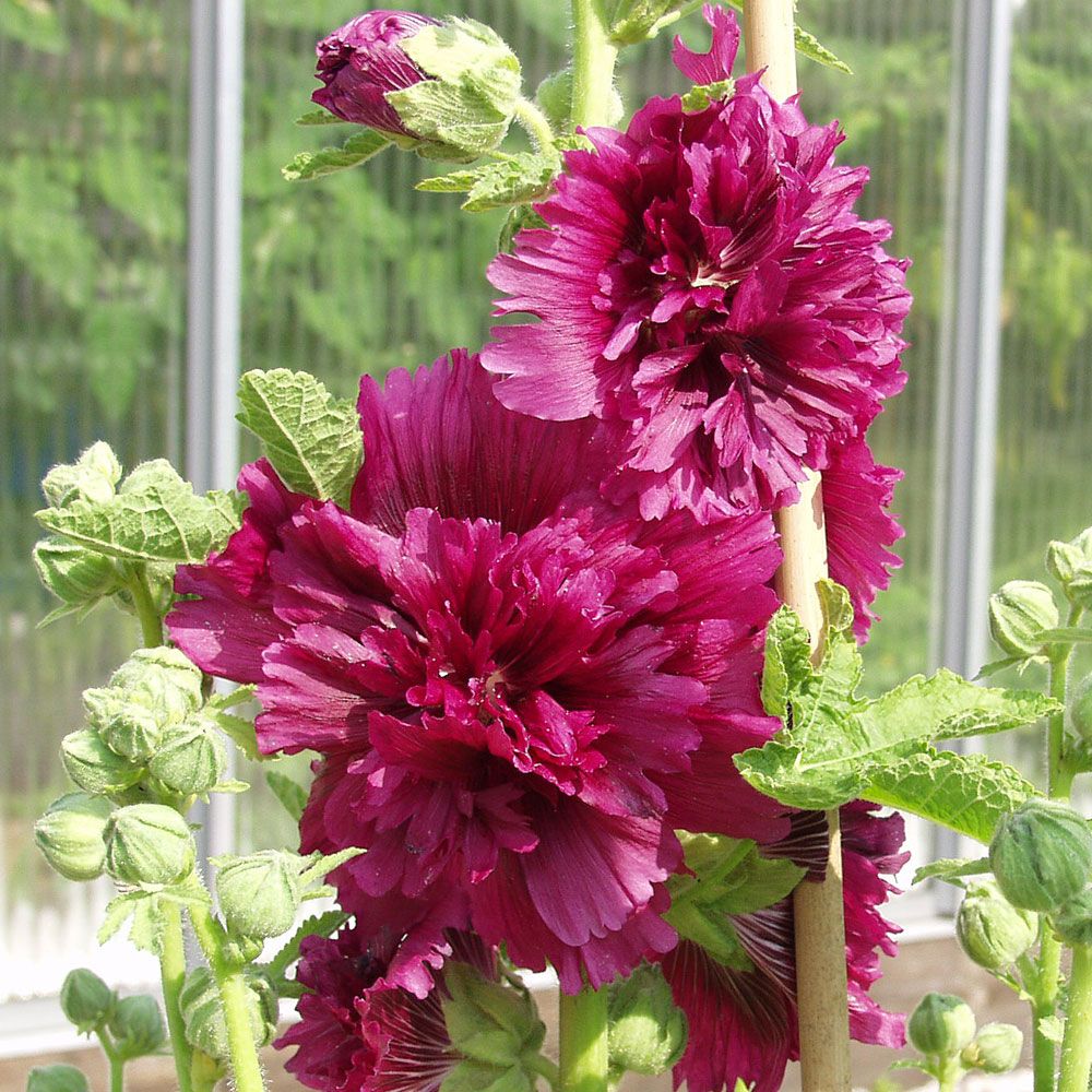 Stockrose 'Queeny Purple' in der Gruppe Samen / Einjährige Blumen bei Impecta Fröhandel (8046)