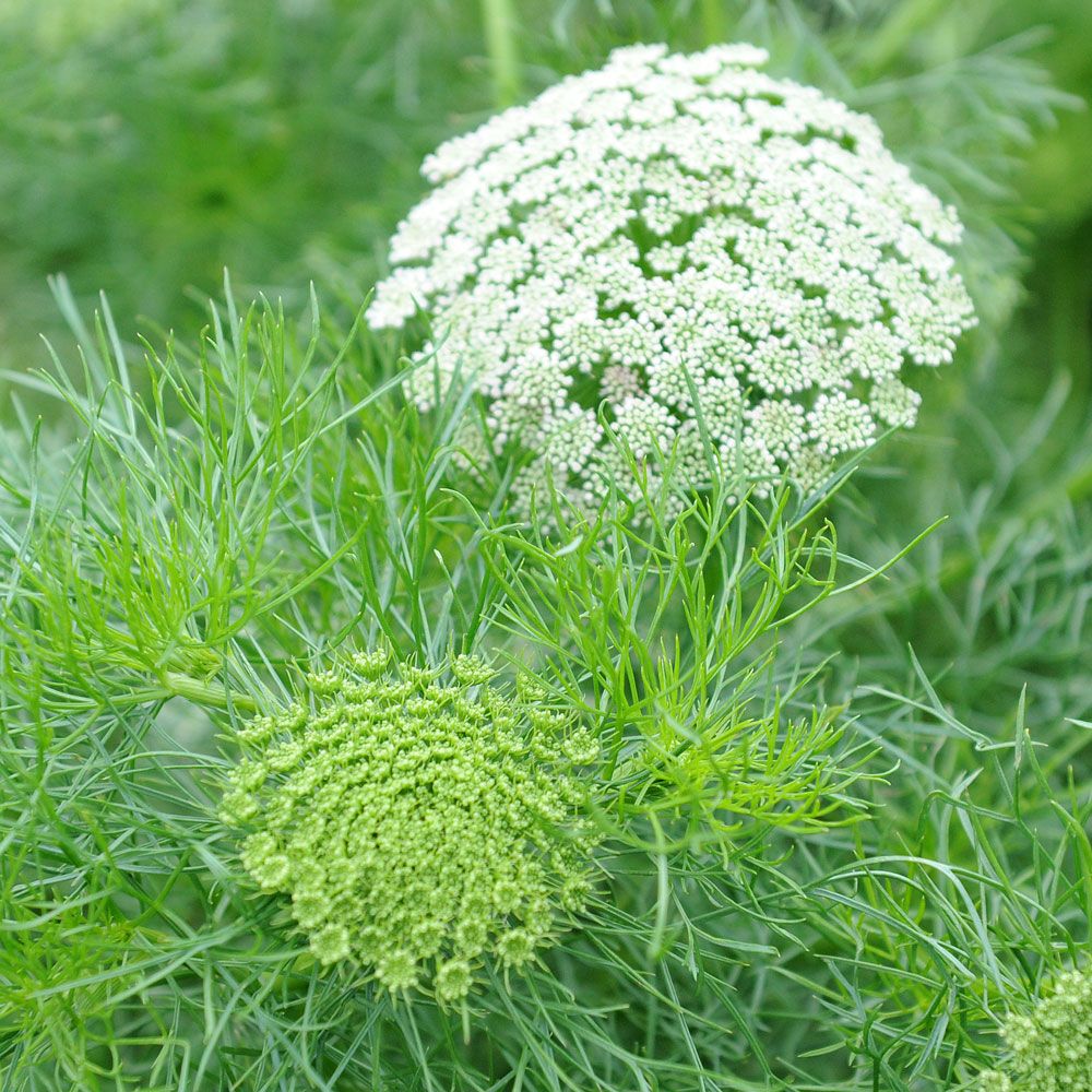 Bischofskraut 'Green Mist' in der Gruppe Samen / Einjährige Blumen bei Impecta Fröhandel (80701)