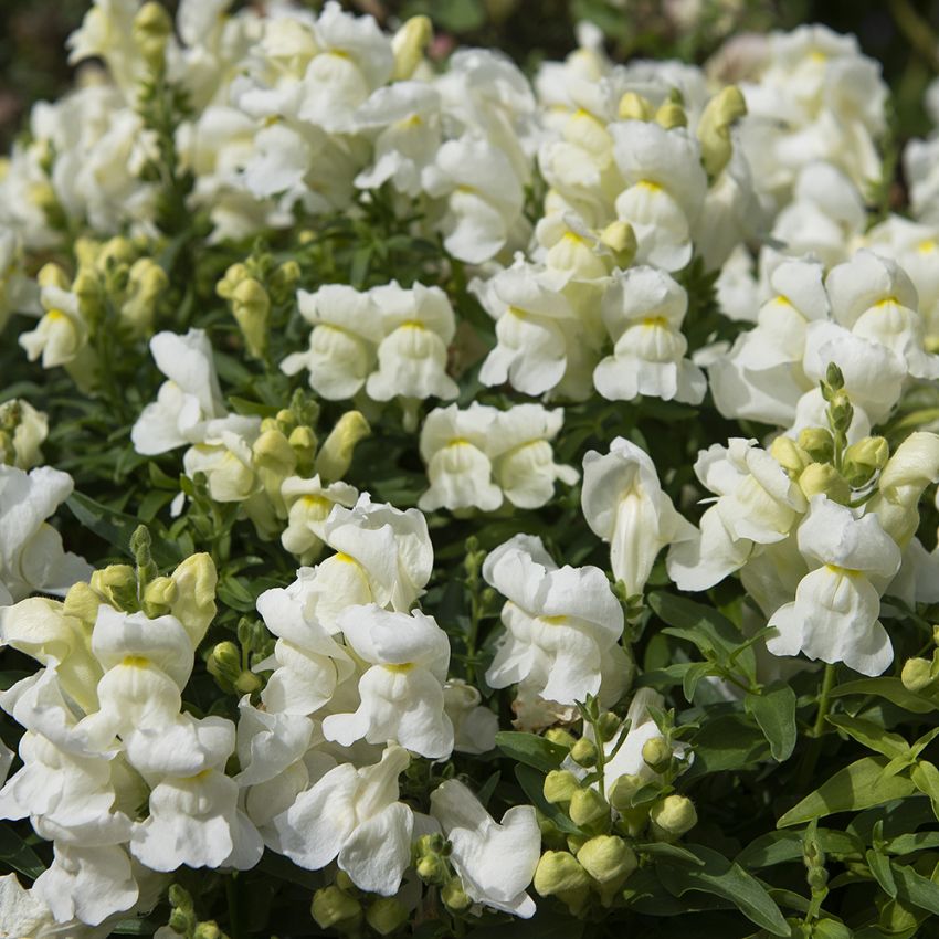 Löwenmaul F1 'Snappy White' in der Gruppe Samen / Einjährige Blumen bei Impecta Fröhandel (80945)