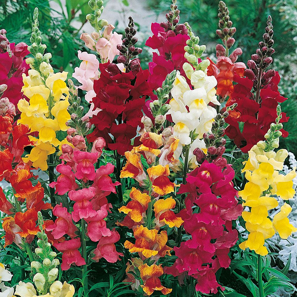 Löwenmaul 'Rainbow' in der Gruppe Samen / Einjährige Blumen bei Impecta Fröhandel (8095)