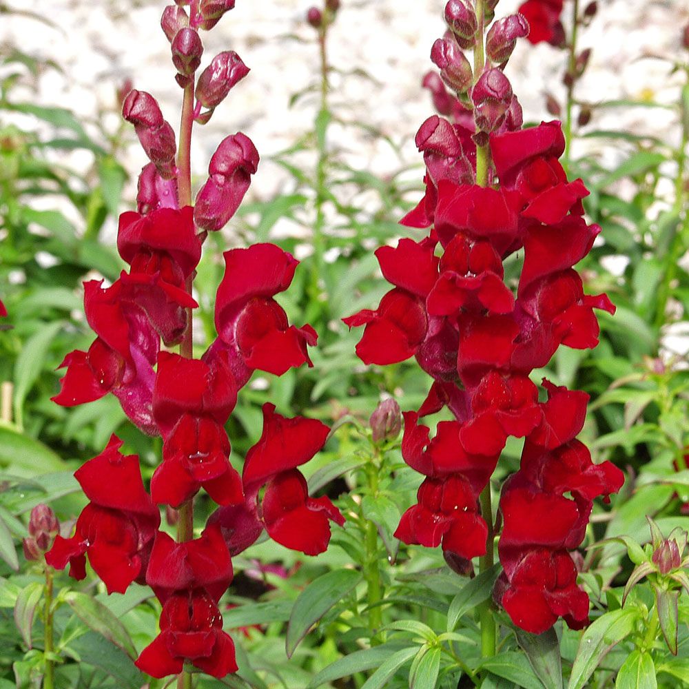 Löwenmaul F1 'Rocket Red' in der Gruppe Samen / Einjährige Blumen bei Impecta Fröhandel (80961)