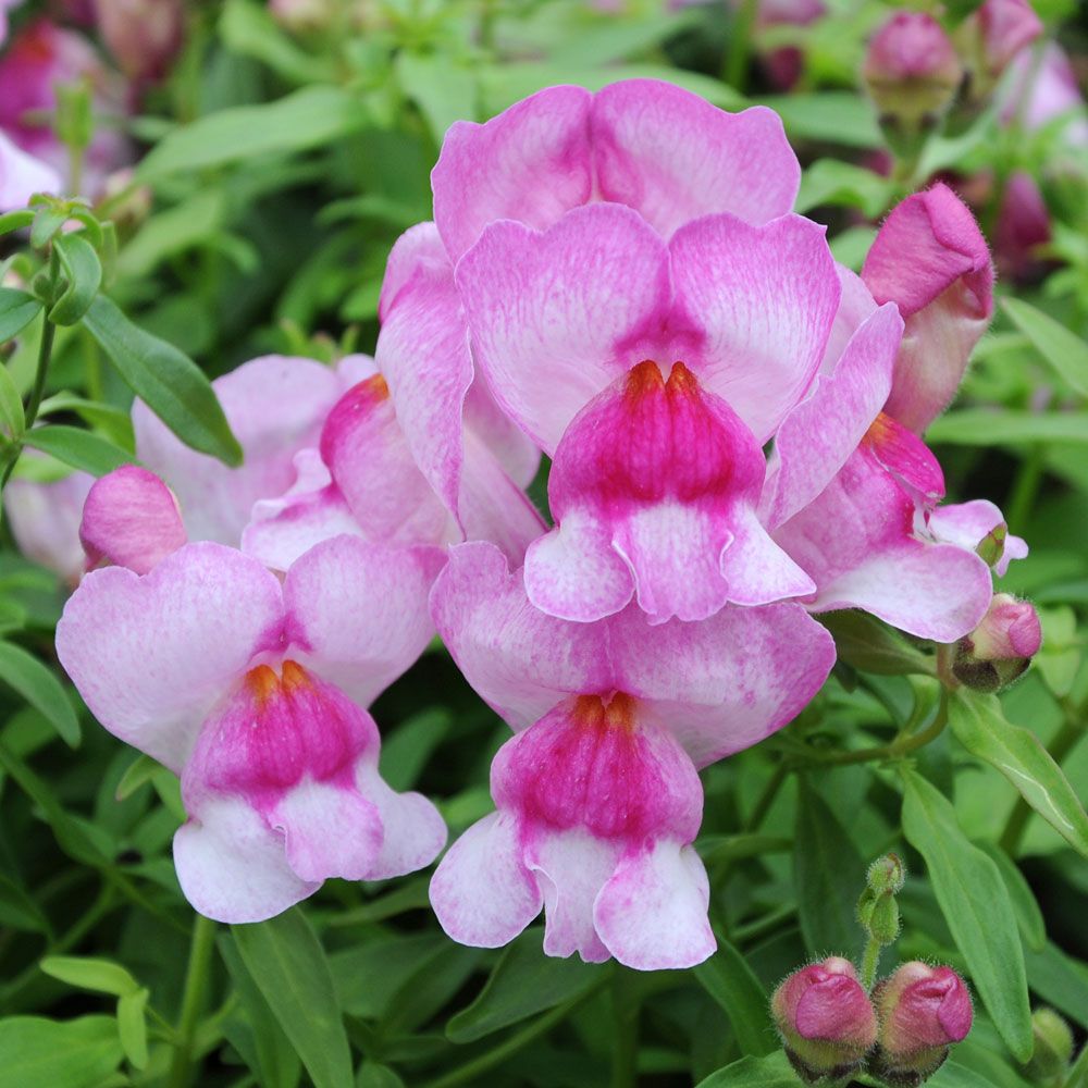 Löwenmaul F1 'Snappy Orchid' in der Gruppe Samen / Einjährige Blumen bei Impecta Fröhandel (80991)