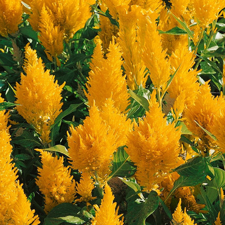 Federbusch 'Lilliput Golden Feather' in der Gruppe Samen / Einjährige Blumen bei Impecta Fröhandel (81)