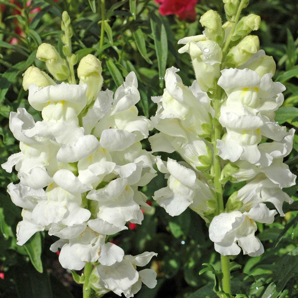 Löwenmaul F1 'Rocket White' in der Gruppe Samen / Einjährige Blumen bei Impecta Fröhandel (81071)